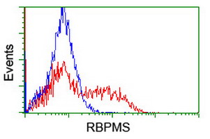 m07130 anti rbpms mouse monoclonal antibody clone id oti3b7 flow cytometry testing 11