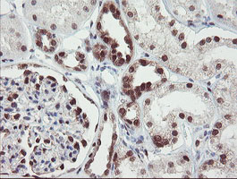 m07130 anti rbpms mouse monoclonal antibody clone id oti3b7 ihc testing 8