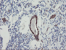 m07130 anti rbpms mouse monoclonal antibody clone id oti3b7 ihc testing 9