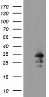 m07130 anti rbpms mouse monoclonal antibody clone id oti3b7 wb testing 1