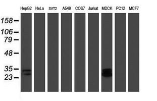 m07130 anti rbpms mouse monoclonal antibody clone id oti3b7 wb testing 2