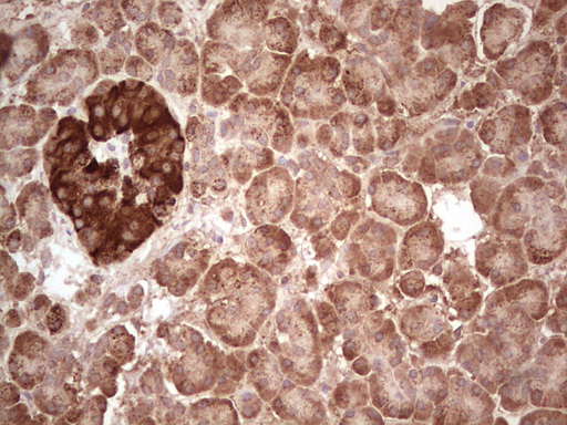 Immunohistochemical staining of paraffin-embedded Human pancreas tissue within the normal limits using anti-ABAT mouse monoclonal antibody