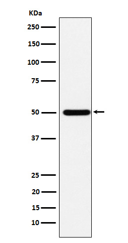 m07133 2 wb