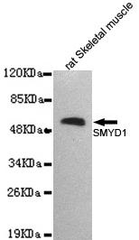 Western blot detection of SMYD1 in rat skeletal muscle lysates and using SMYD1 antibody (1:2000 diluted) 