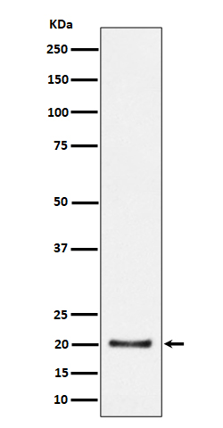 Western blot analysis of CSN8 expression in HepG2 cell lysate.