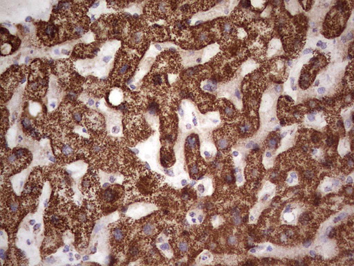 Immunohistochemical staining of paraffin-embedded Human liver tissue within the normal limits using anti-CANT1 mouse monoclonal antibody