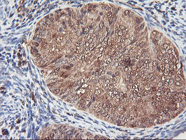 m07155 anti serpinb6 mouse monoclonal antibody clone id oti1c5 ihc testing 5