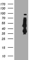 m07155 anti serpinb6 mouse monoclonal antibody clone id oti1c5 wb testing 1