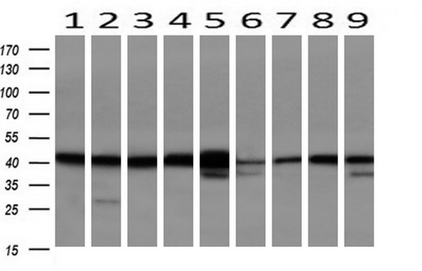m07155 anti serpinb6 mouse monoclonal antibody clone id oti1c5 wb testing 2
