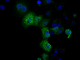 m07170 anti dcxr mouse monoclonal antibody clone id oti4d11 if testing 4