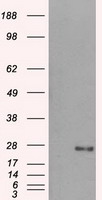 m07170 anti dcxr mouse monoclonal antibody clone id oti4d11 wb testing 1