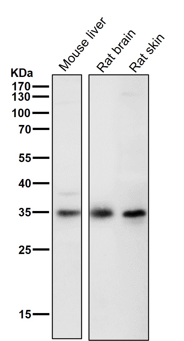 All lanes use the Antibody at 1:3k dilution for 1 hour at room temperature