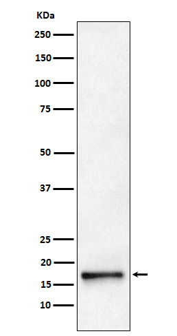 Western blot analysis of AP2S1 expression in HeLa cell lysate
