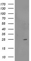 m07178 anti rgs5 mouse monoclonal antibody clone id oti1c1 wb testing 1