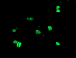 m07184 anti usp36 mouse monoclonal antibody clone id oti7g3 if testing 7