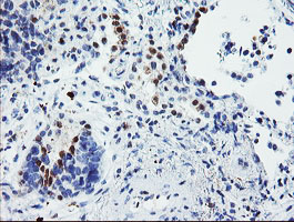 m07184 anti usp36 mouse monoclonal antibody clone id oti7g3 ihc testing 3