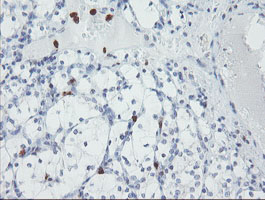 m07184 anti usp36 mouse monoclonal antibody clone id oti7g3 ihc testing 4