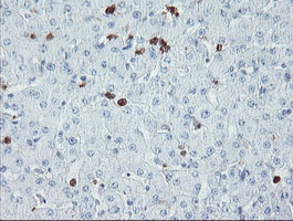 m07184 anti usp36 mouse monoclonal antibody clone id oti7g3 ihc testing 5
