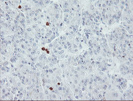 m07184 anti usp36 mouse monoclonal antibody clone id oti7g3 ihc testing 6