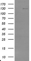 m07184 anti usp36 mouse monoclonal antibody clone id oti7g3 wb testing 1