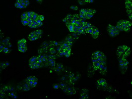 m07208 1 anti psmc3 mouse monoclonal antibody clone id oti1c10 if testing 6