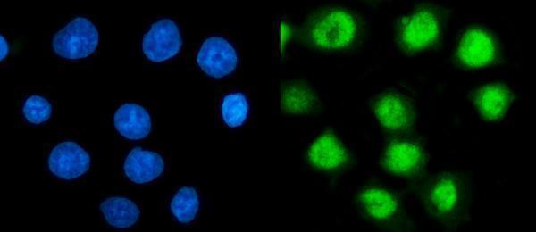 m07208 2 psmc3 primary antibodies if testing 4