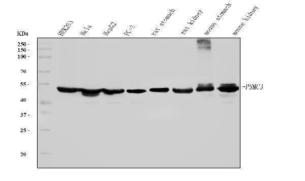  Western blot analysis of TBP-1/PSMC3 using anti-TBP-1/PSMC3 antibody (M07208-2)
