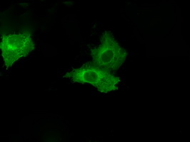 Anti-PSMC3 mouse monoclonal antibody (M07208) immunofluorescent staining of COS7 cells transiently transfected by pCMV6-ENTRY PSMC3