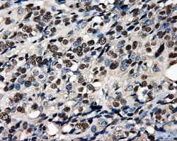 m07208 anti psmc3 mouse monoclonal antibody clone id oti9f3 ihc testing 5