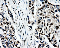 m07208 anti psmc3 mouse monoclonal antibody clone id oti9f3 ihc testing 6