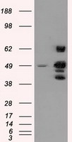 m07208 anti psmc3 mouse monoclonal antibody clone id oti9f3 wb testing 1