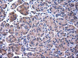 m07212 anti sult1c2 mouse monoclonal antibody clone id oti4g1 ihc testing 4