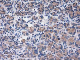 m07212 anti sult1c2 mouse monoclonal antibody clone id oti4g1 ihc testing 5