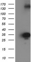 m07212 anti sult1c2 mouse monoclonal antibody clone id oti4g1 wb testing 1