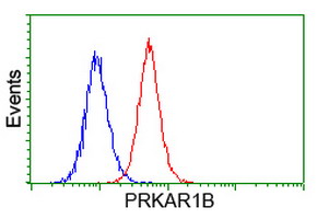 m07227 anti prkar1b mouse monoclonal antibody clone id oti2a3 flow cytometry testing 5