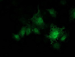 m07227 anti prkar1b mouse monoclonal antibody clone id oti2a3 if testing 7