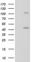 m07227 anti prkar1b mouse monoclonal antibody clone id oti2a3 wb testing 1