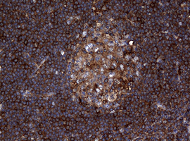 m07245 anti rasgrp3 mouse monoclonal antibody clone id oti2c11 ihc testing 6