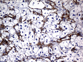 m07245 anti rasgrp3 mouse monoclonal antibody clone id oti2c11 ihc testing 8