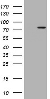 m07245 anti rasgrp3 mouse monoclonal antibody clone id oti2c11 wb testing 1