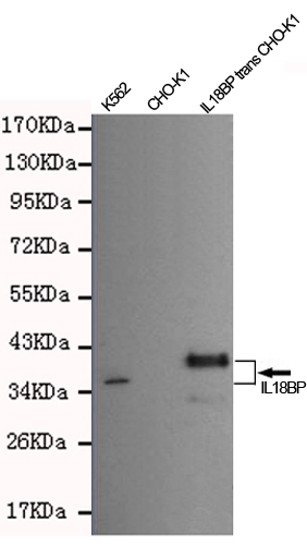 Western blot detection of IL18BP antibody in CHO-K1 cells transfected by IL18BP-PDGFR fusion protein and K562 cell lysates using IL18BP antibody (1:400-1:1000 diluted) 
