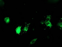 m07267 1 anti erp72 pdia4 mouse monoclonal antibody clone id oti2e2 if testing 4