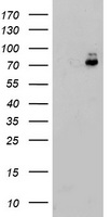 m07267 1 anti erp72 pdia4 mouse monoclonal antibody clone id oti2e2 wb testing 1