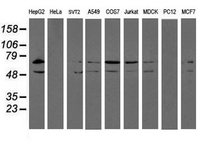 m07267 1 anti erp72 pdia4 mouse monoclonal antibody clone id oti2e2 wb testing 2