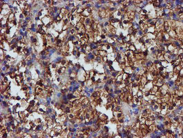 m07267 2 anti erp72 pdia4 mouse monoclonal antibody clone id oti2a11 ihc testing 10