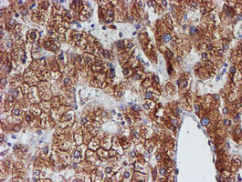 m07267 2 anti erp72 pdia4 mouse monoclonal antibody clone id oti2a11 ihc testing 11