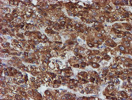 m07267 2 anti erp72 pdia4 mouse monoclonal antibody clone id oti2a11 ihc testing 12
