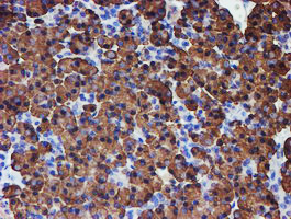 m07267 2 anti erp72 pdia4 mouse monoclonal antibody clone id oti2a11 ihc testing 3