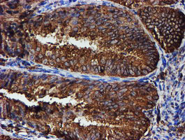 m07267 2 anti erp72 pdia4 mouse monoclonal antibody clone id oti2a11 ihc testing 4