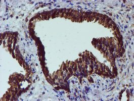 m07267 2 anti erp72 pdia4 mouse monoclonal antibody clone id oti2a11 ihc testing 5